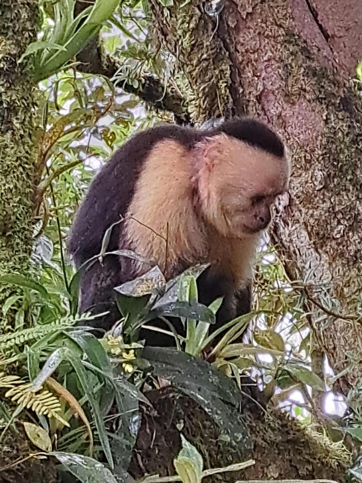 Monteverde Casa Mia, Near Main Attractions And Town! Luaran gambar